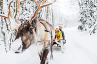 Snowmobile Safari to Reindeer and Husky Farm - Rovaniemi 4