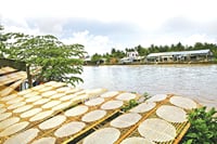 Rice paper drying process