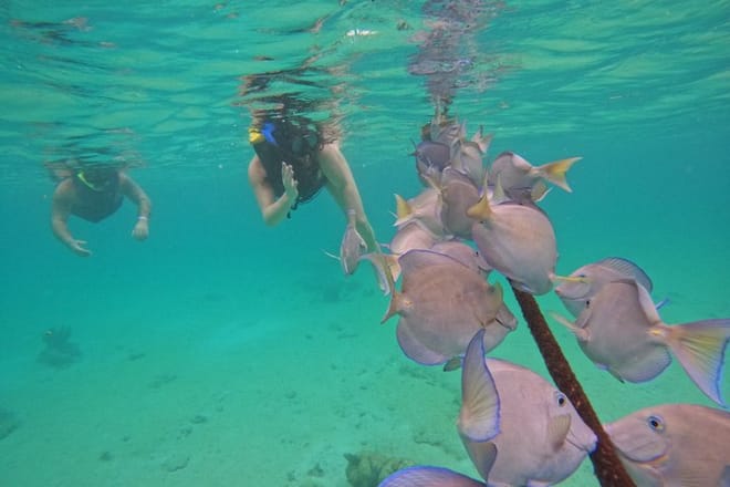Santuario de tortugas Akumal Snorkel Experiencia marina