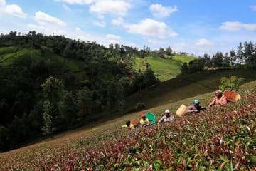 Purple Tea Farm Day Tour from Nairobi, Kenya