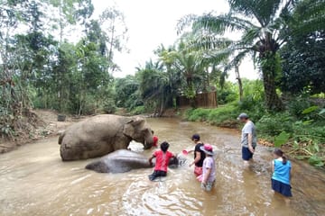 From Phuket to Khao Lak Elephant Sanctuary Half-Day Tour with Lunch