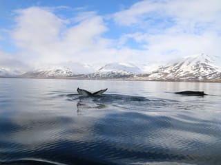 Classic Whale Watching from Dalvík, photo 8