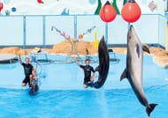 Premium Dolphin Watching & Live Show in Pool - Hurghada 1