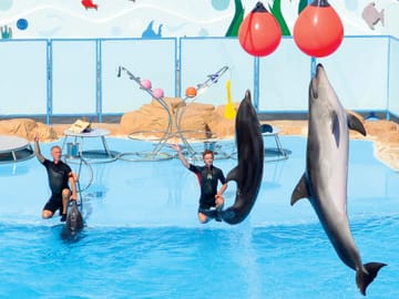 Premium Dolphin Watching & Live Show in Pool – Hurghada