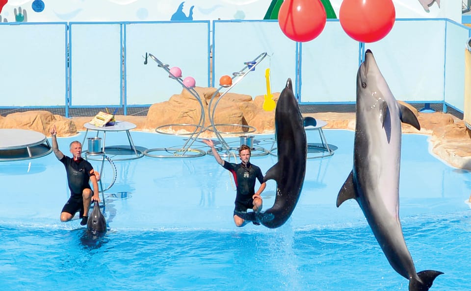 Premium Dolphin Watching & Live Show in Pool – Hurghada