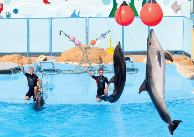 Premium Dolphin Watching & Live Show in Pool - Hurghada