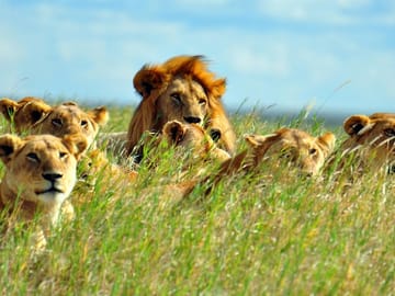 12Days Best of Kenya and Tanzania Wildlife Safari