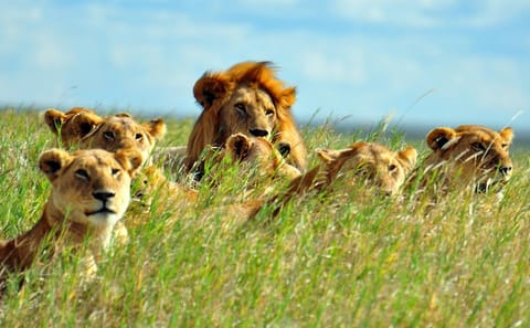 8-Day Wildlife Safari Adventure in Kenya's National Parks