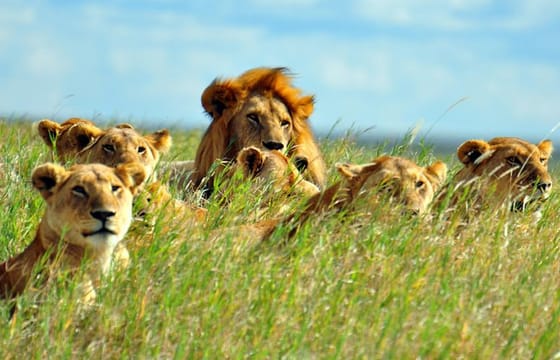 8Days Best of Kenya Wildlife Safari