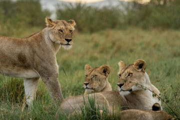 5-Day Safari Adventure in Masái Mara, Kenya