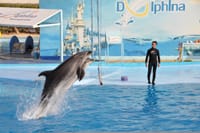 Premium Dolphin Watching & Live Show in Pool - Hurghada 9