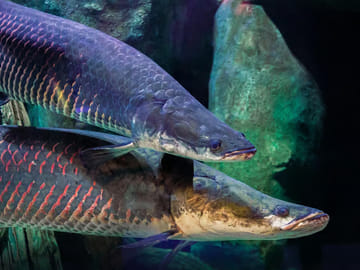 Explore Marine Life at The National Aquarium in Abu Dhabi