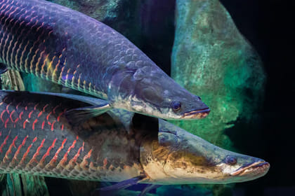 Abu Dhabi : The National Aquarium Aquatic Wonderland,