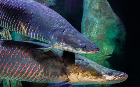 Explore Marine Life at The National Aquarium in Abu Dhabi