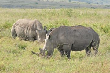 Nairobi Full Day Cultural and Wildlife Tour by Van and Jeep