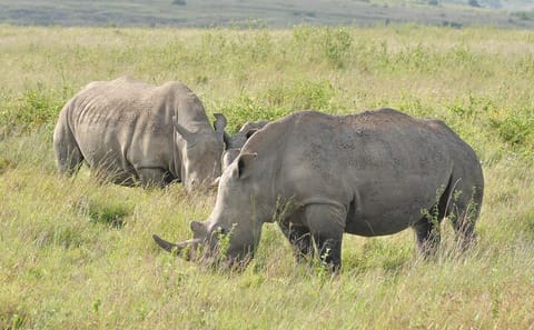 Nairobi Full Day Cultural and Wildlife Tour by Van and Jeep