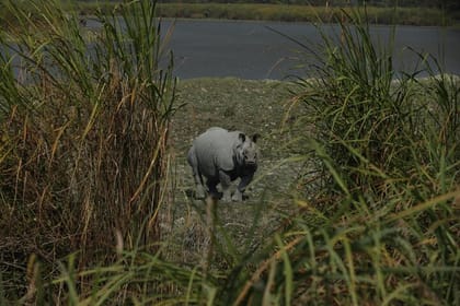 Tiger Reserve and Tribal Village