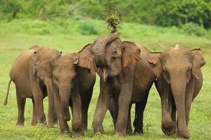 Udawalawa National Park Safari Tour From Ella