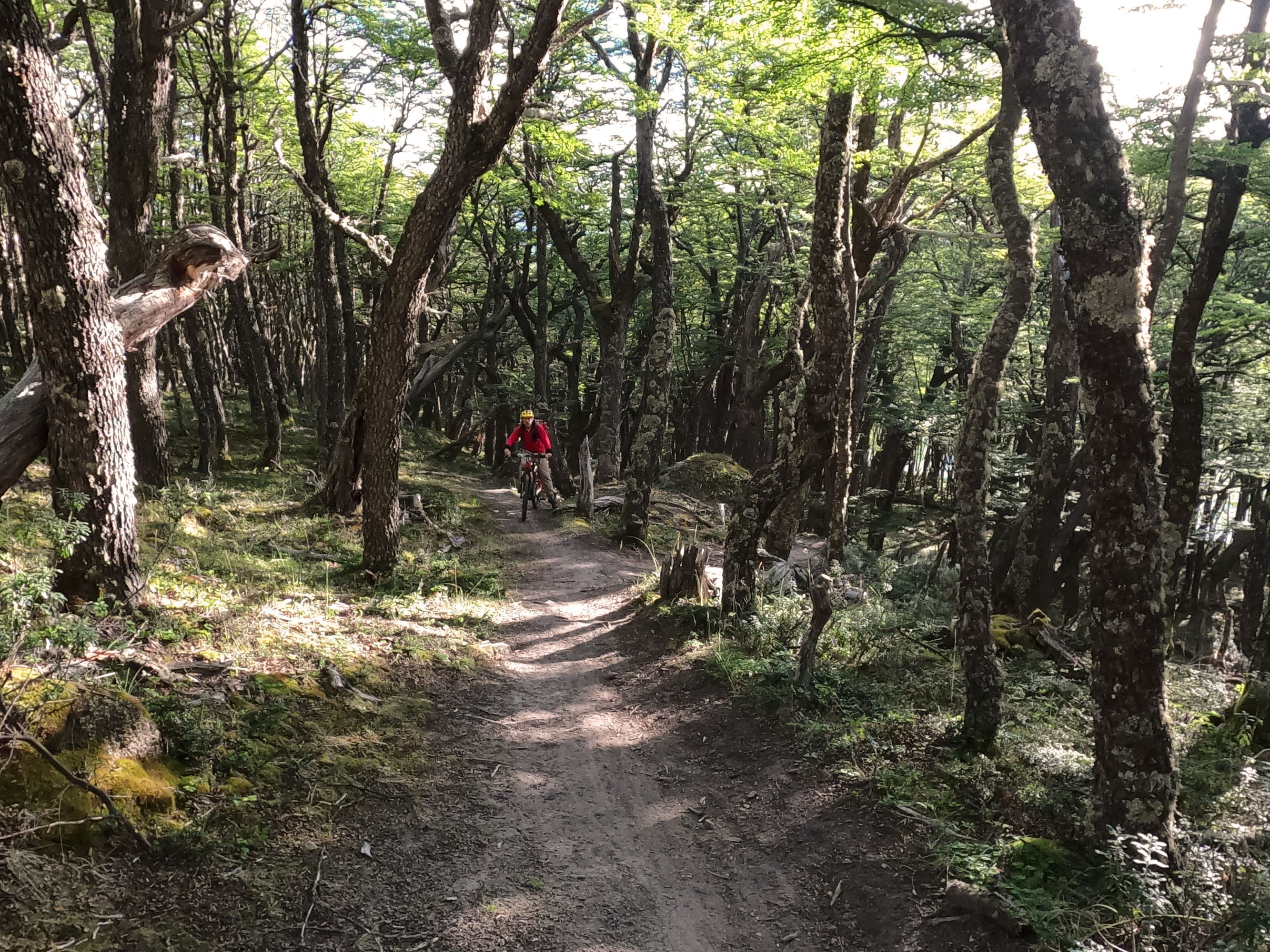 El bosque encantado del Cruce Binacional Paso Dos Lagunas, entre Argentina y Chile - Patagonia
