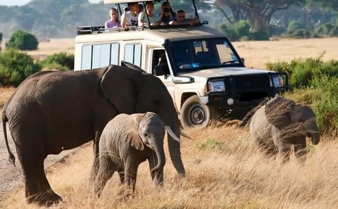 Guided Day Tour of Amboseli National Park from Nairobi