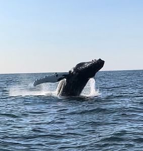 Whale Watching - RIB Boat Adventure
