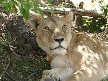 3 days Maasai Mara wildebeest migration safari