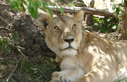 3 days Maasai Mara wildebeest migration safari