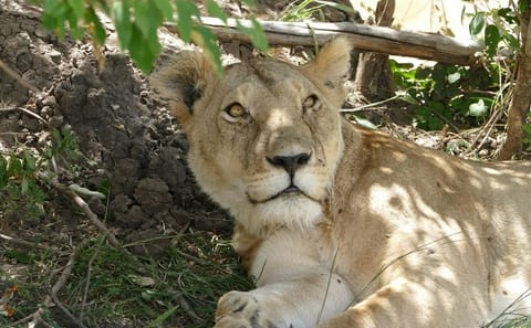 3 days Maasai Mara wildebeest migration safari