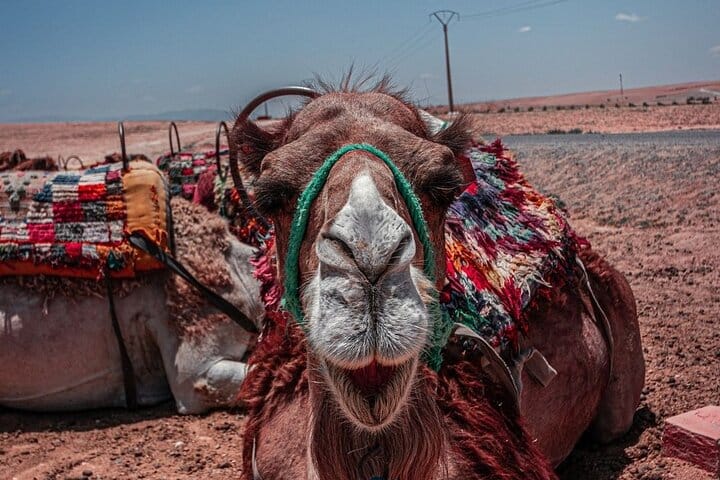 Desert Agafay Camel Ride with Dinner and Sunset