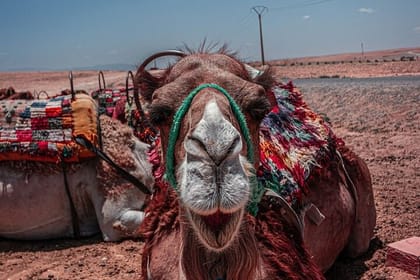 Desert Agafay Camel Ride with Dinner and Sunset