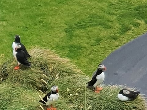 Eyjascooter Puffin Tour in Iceland, photo 2