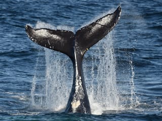 Reykjavík Classic Whale Watching , photo 12