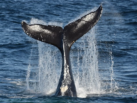 Reykjavík Classic Whale Watching , photo 12