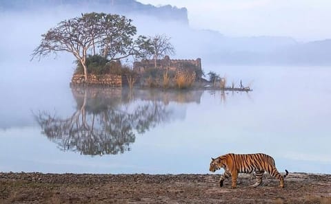 Golden Triangle Tour with Tiger Safari in Agra and Fatehpur Sikri