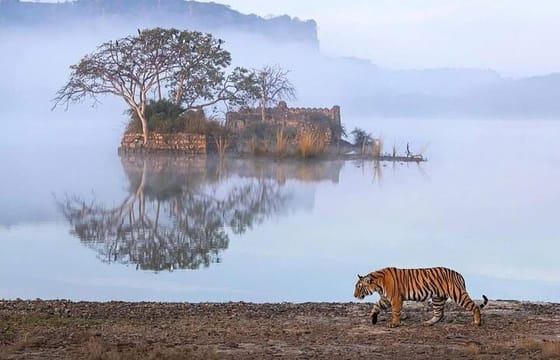 Golden Triangle with Tiger Safari (8 Days)