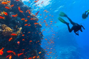 Scuba Diving Experience in Agia Efimia, Greece