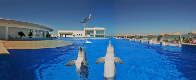 Dolphin Encounter at Marineland photo 6