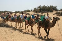 Camel Tour on the Dunes