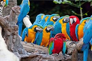 Bali Bird Park-Jungle Swing-Monkey Forest-RiceTerrace-WaterTemple