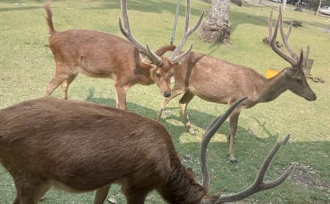 Ujung Kulon National Park Adventure from Tanjung Lesung Resort