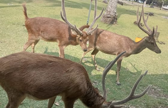 UjungKulon National Park Excursion