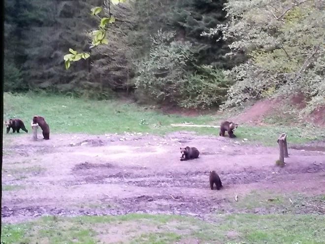 Evening at BEAR HIDE, in the wild 8