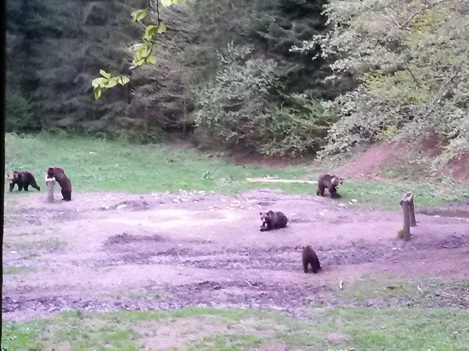 Evening at BEAR HIDE, in the wild 8