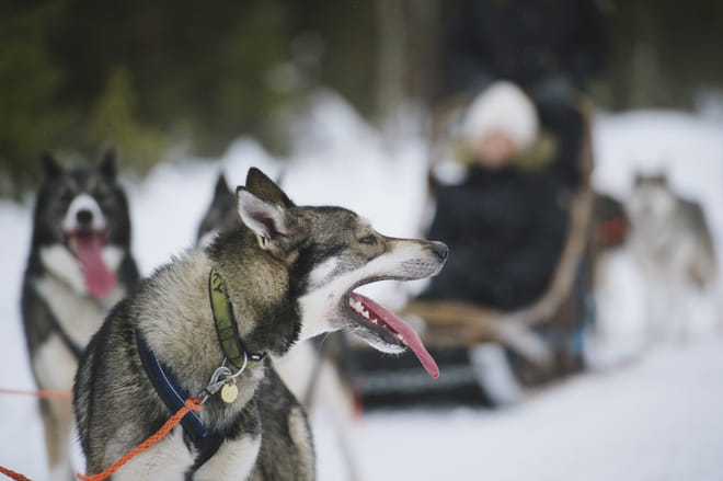 Become A Husky Musher in Lapland photo 5