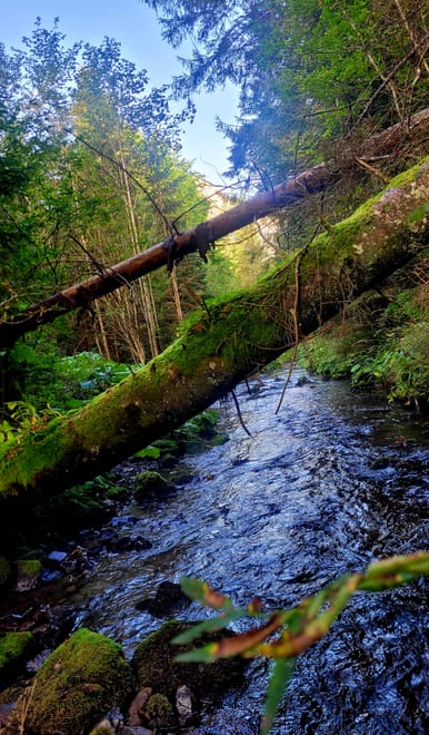 Vladeasa Peak and Bride's Waterfall Day Hike photo 6