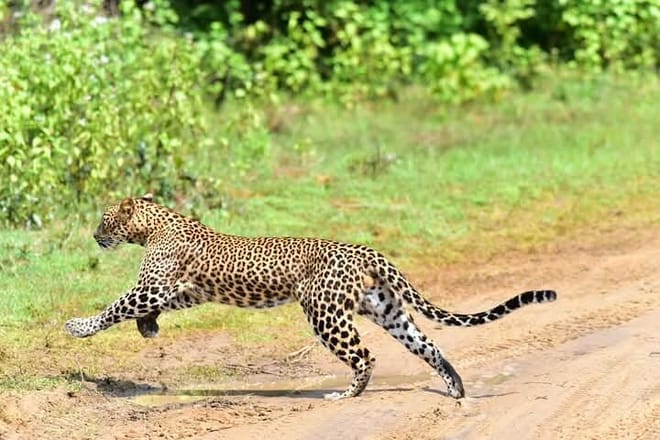 Wilpattu Half Day Safari from Sigiriya  6