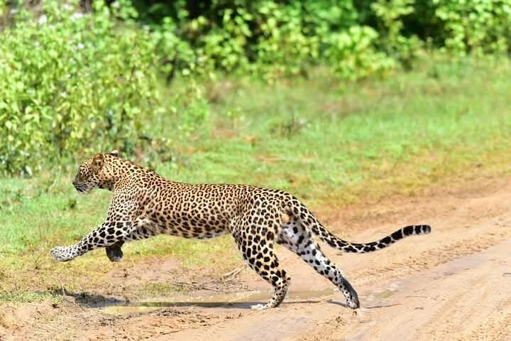 Wilpattu Half Day Safari from Sigiriya  6