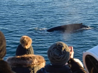 Reykjavík Classic Whale Watching , photo 36