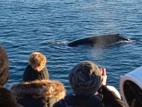 Reykjavík Classic Whale Watching , photo 36