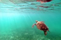 Private Snorkel with Turtle at Akumal 10